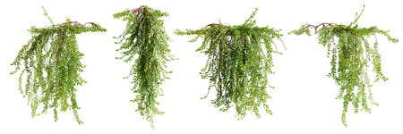 Set of Phyllanthus Myrtifoliu creeper plant, isolated on white background. 3D rendering.の写真素材