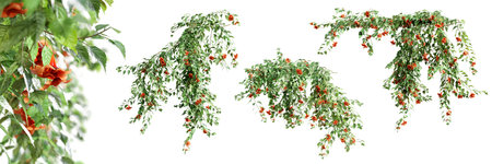 Set of Pyrostegia Venusta creeper plant, vol. 1, isolated on white background. 3D rendering.の写真素材