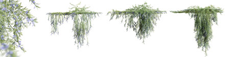 Set of Rosemarinus Officinalis creeper plant, isolated on white background. 3D rendering.の写真素材