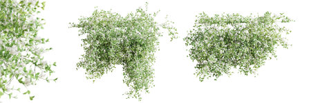 Set of Jasminum Nudiflorum creeper plant, vol. 1, isolated on white background. 3D rendering.の写真素材