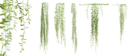 Set of Vernonia Elliptica creeper plant, isolated on white background. 3D rendering.の写真素材