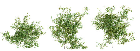 Set of Vitis creeper plant, vol. 2, isolated on white background. 3D rendering.の写真素材