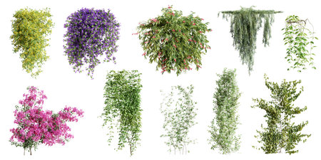 Set of various creeper plants, isolated on white background. 3D rendering.の写真素材