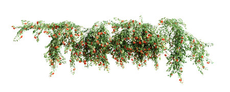 Group of Pyrostegia Venusta creeper plants, isolated on white background. 3D rendering.の写真素材