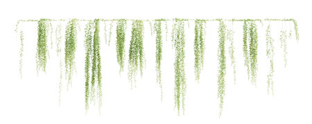 Group of Vernonia Elliptica creeper plant, isolated on white background. 3D rendering.の写真素材
