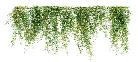 Group of Mucuna Pruriens creeper plants isolated on white background. 3D rendering.の写真素材