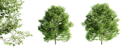 American hornbeam tree isolated on white background and selective focus close-up. 3D rendering.の写真素材