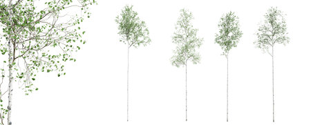 Aspen tree isolated on white background with close-up. 3D rendering.の写真素材