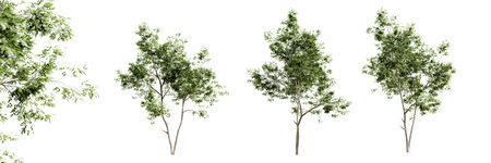 Ash tree isolated on white background and selective focus close-up. 3D rendering.の写真素材