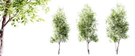 Cherry trees isolated on white background and selective focus close-up. 3D rendering.の写真素材