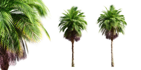 Bangalow palm trees isolated on white background and selective focus close-up. 3D rendering.の写真素材