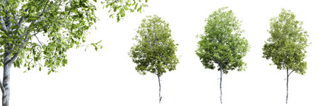 Oak trees isolated on white background and selective focus close-up. 3D rendering. 3D illustration.の写真素材