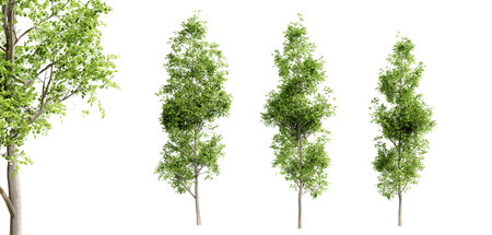 Black alder trees isolated on white background and selective focus close-up. 3D rendering.の写真素材