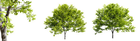 Plum trees isolated on white background and selective focus close-up. 3D rendering.の写真素材