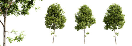 Tilia cordata trees isolated on white background and selective focus close-up. 3D rendering.の写真素材