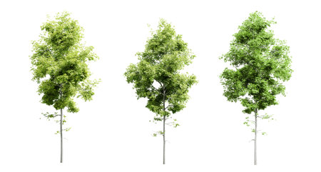 Hickory trees isolated on white background and selective focus close-up. 3D rendering.の写真素材