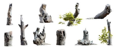 Set of tree stumps isolated on white background. 3D rendering.の写真素材