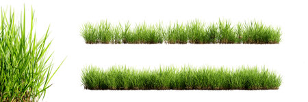 Green grass borders with selective focus closeup, isolated on white background. 3D rendering.の写真素材