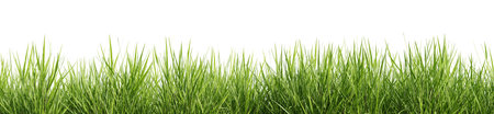 Green grass border isolated on white background. 3D rendering.の写真素材