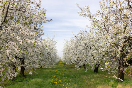A beautiful garden with an avenue of flowering cherry trees. Countryside at spring season. Spring cherry blossom background.の写真素材