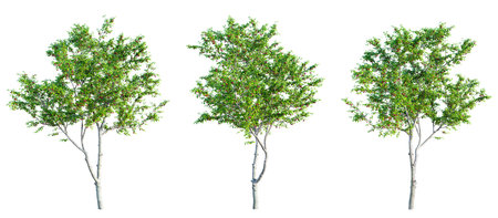 Cherry trees isolated on white background and selective focus close-up. 3D rendering.の写真素材
