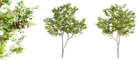 Cherry trees isolated on white background and selective focus close-up. 3D rendering.の写真素材