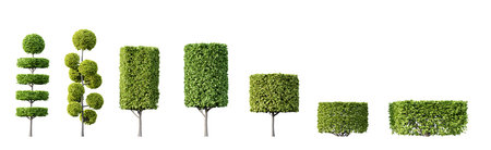 Collection of beautiful trimmed trees isolated on white background. 3D rendering.