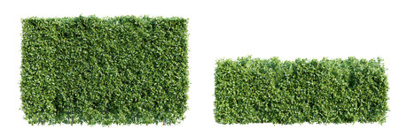Trimmed hedge isolated on white background. Realistic 3D render.の写真素材