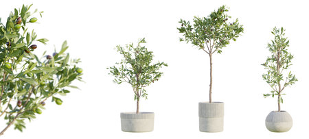 Set of olive trees in terracotta pots isolated on white background with selective focus close up. 3D rendering.の写真素材