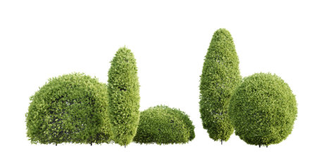 Trimmed thuja shrubs isolated on white background. Realistic 3D render.の写真素材