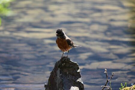 american robinの写真素材