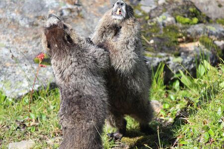 fighting marmotsの写真素材