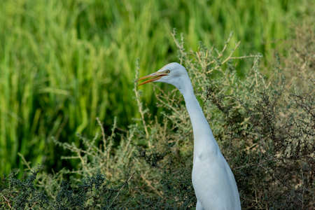 A Portrait of a Cattle Egret It is also known as Bubulcus ibis It was captured near Makhdoompur, Punjab, Pakistanの写真素材