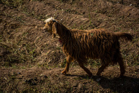 A Mountain Goat in the Fields It is also known as Angora Goatの写真素材