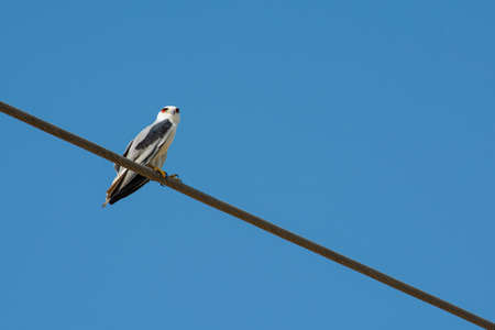Australian Black Shouldered Kite Sitting on an electric cable It is also known as Elanus axillarisの写真素材