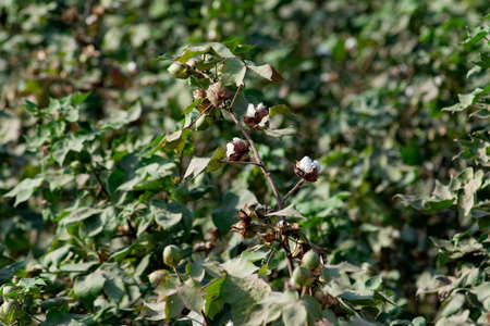 Cotton Crop in Field The cotton plant belongs to the genus Gossypium of the family Malvaceaeの写真素材