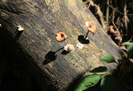 coupleの写真素材