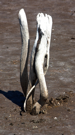 seductionの写真素材