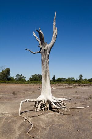 rootsの写真素材