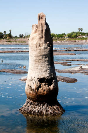 rootsの写真素材