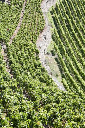 Swissの写真素材