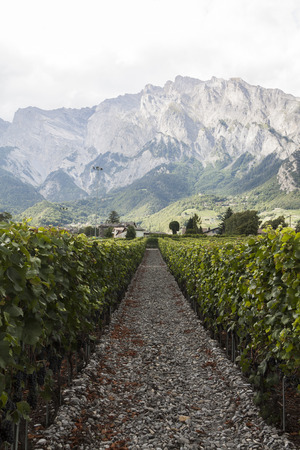 Swissの写真素材