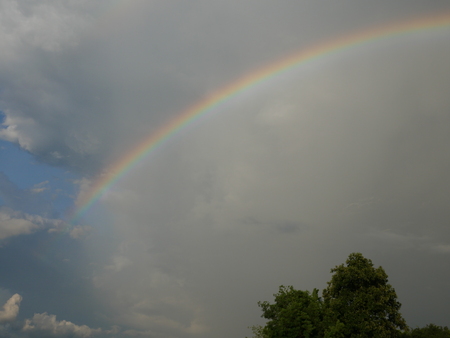 Rainbow treeの写真素材