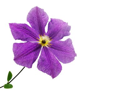Meadow violet flower close up on a white backgroundの写真素材