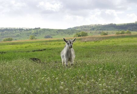 The little goat is grazed on a green meadow in the summerの写真素材