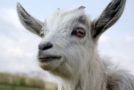 The portrait of a young curious goat