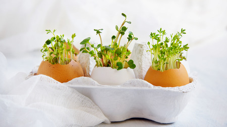 watercress salad and in eggshells - Easter cardの写真素材