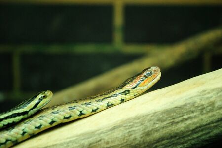 Close up of snakesの写真素材