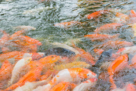 Red carpの写真素材