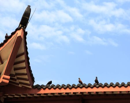 Pigeonの写真素材